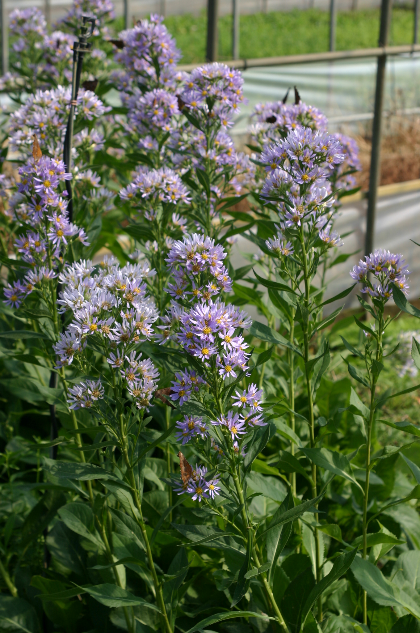Aster tataricus var. floribundu
